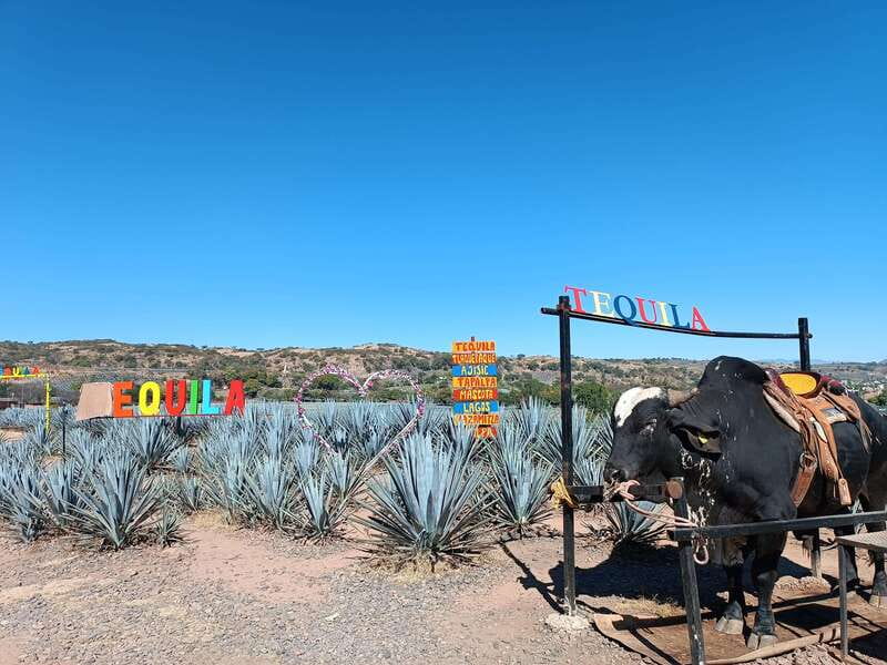 Five-star factory: Meet Orendain tequila. - An In-Depth Look at the Orendain Tequila Tour