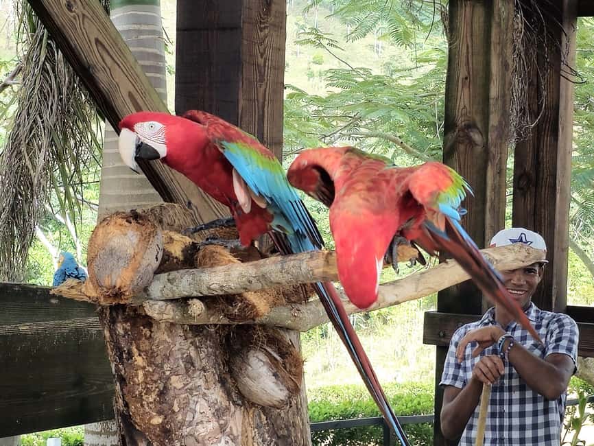 Punta Cana: Buggy and Zipline Adventure at La Hacienda - What the Reviews Tell Us