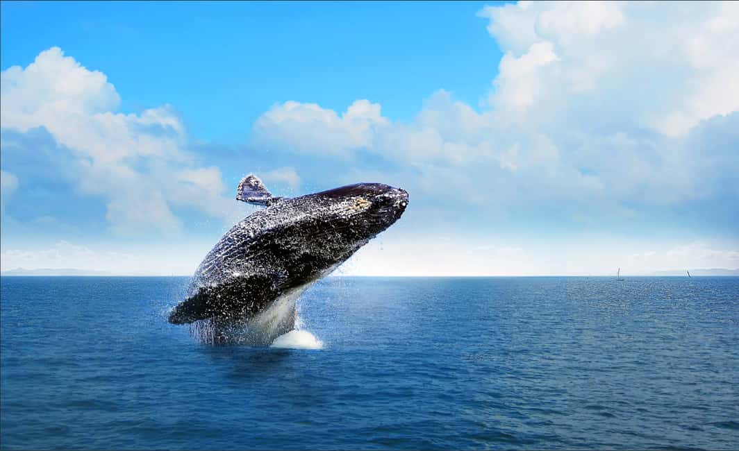 Miches : Private Whale Watching Samana bay - What to Expect on the Tour