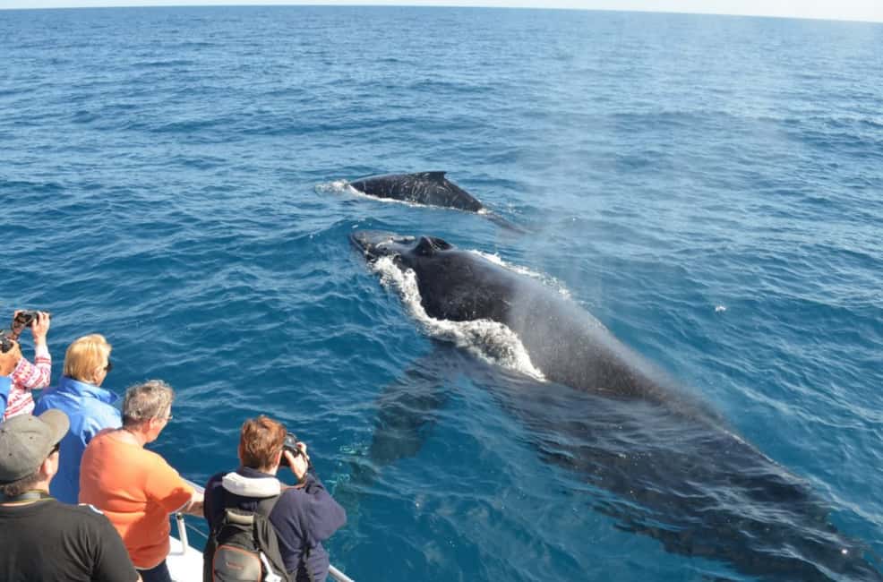 Miches : Private Whale Watching Samana bay - Exploring the Details of the Whale Watching Tour