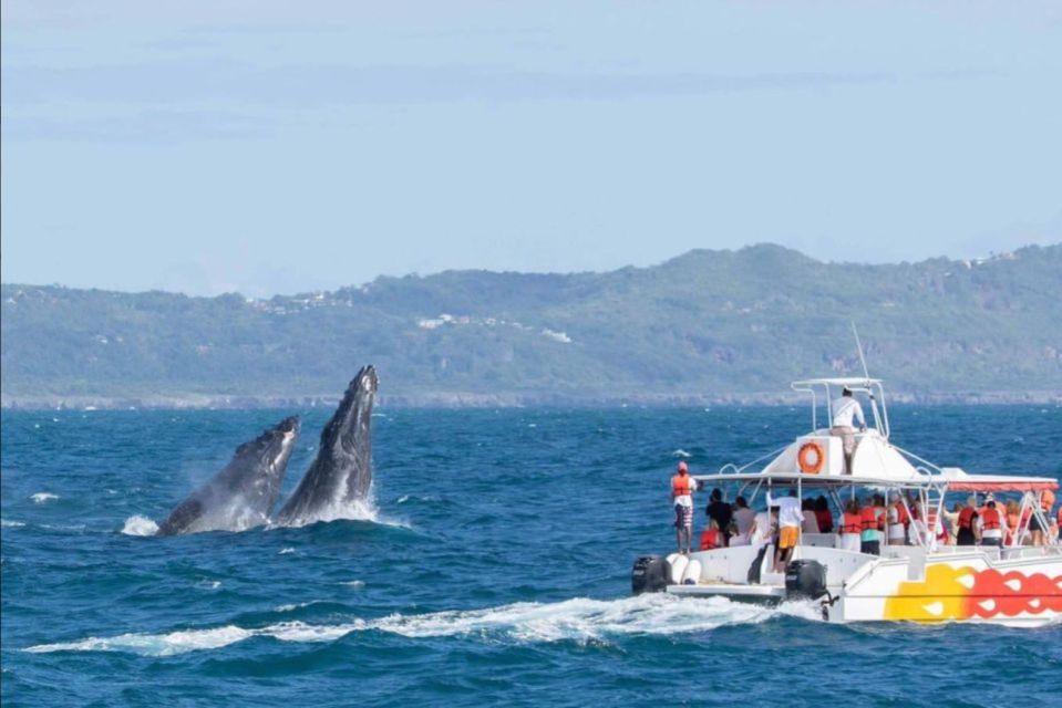 Miches : Private Whale Watching Samana bay - The Value of this Experience