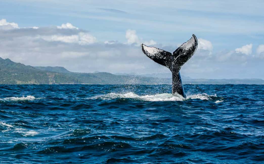 Miches : Private Whale Watching Samana bay - Key Points
