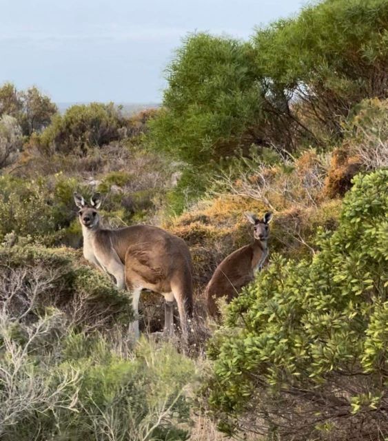 Perth: Pinnacles Stargazing, Sandboarding & Beach Kangaroos - Who Is This Tour Best For?