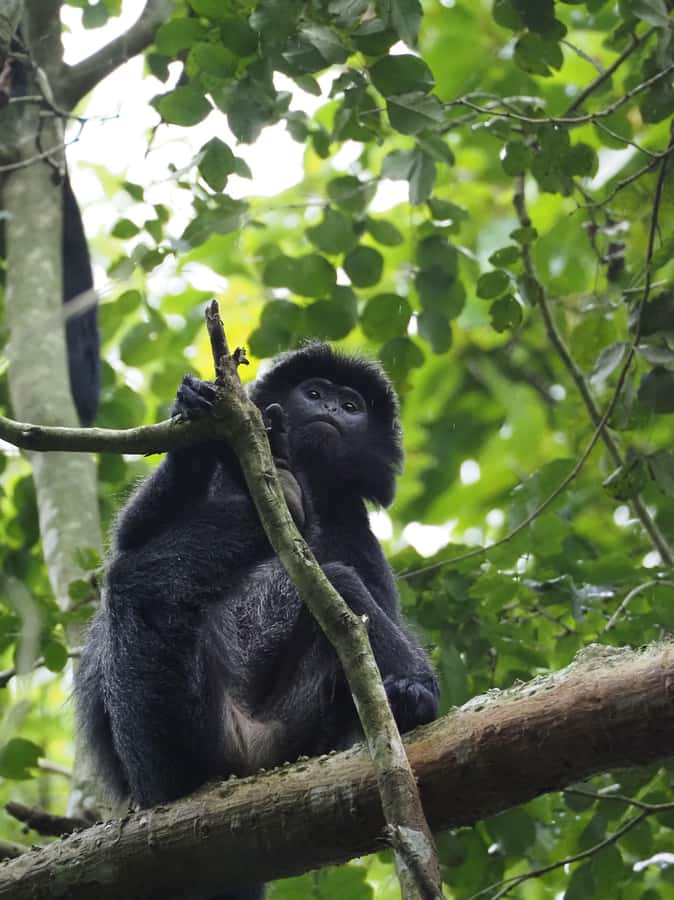 Tetebatu & Ricefield, Waterfall, Monkey forest. - Exploring Tetebatu: The Heart of the Experience