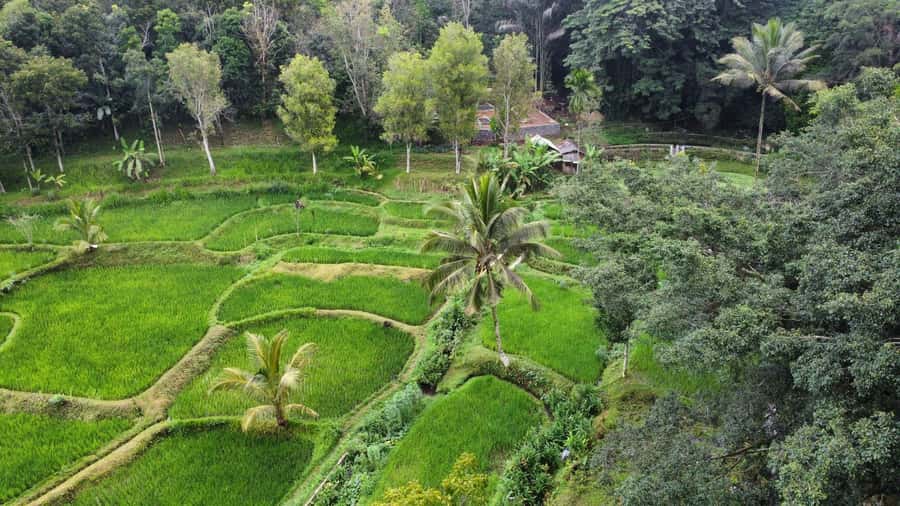 Tetebatu & Ricefield, Waterfall, Monkey forest. - Authentic Experiences and Genuine Insights