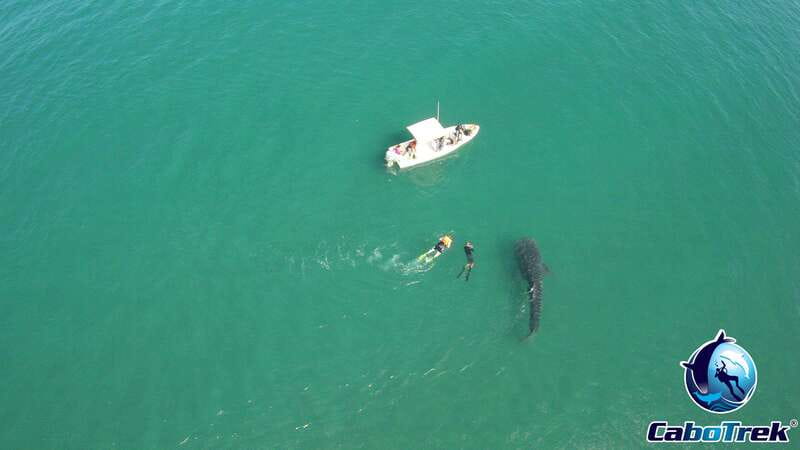 Whale Shark Experience - Final Thoughts: Is This Tour Right for You?