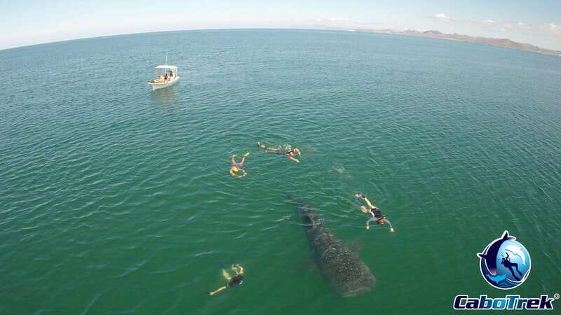 Whale Shark Experience - FAQ