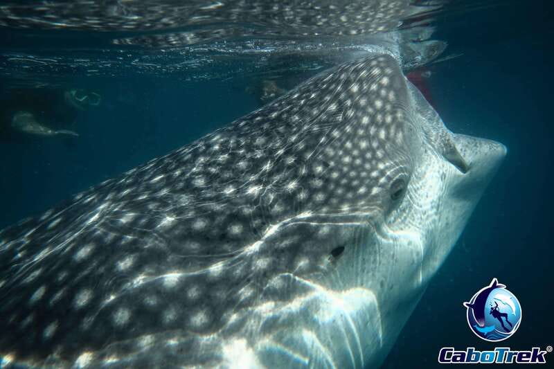 Whale Shark Experience - The Experience: Authentic Encounters and Conservation