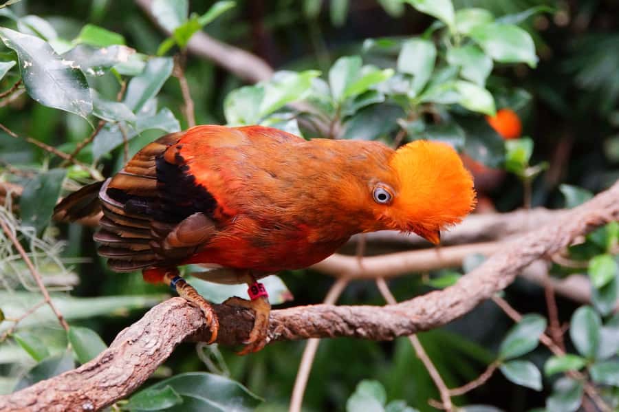 Manu National Park Tours from Cusco 5 Days - Who Will Love This Tour?