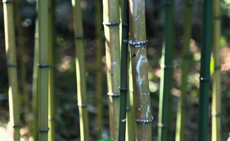 Tokyo: Imperial Palace Japanese History Walking Tour - FAQs