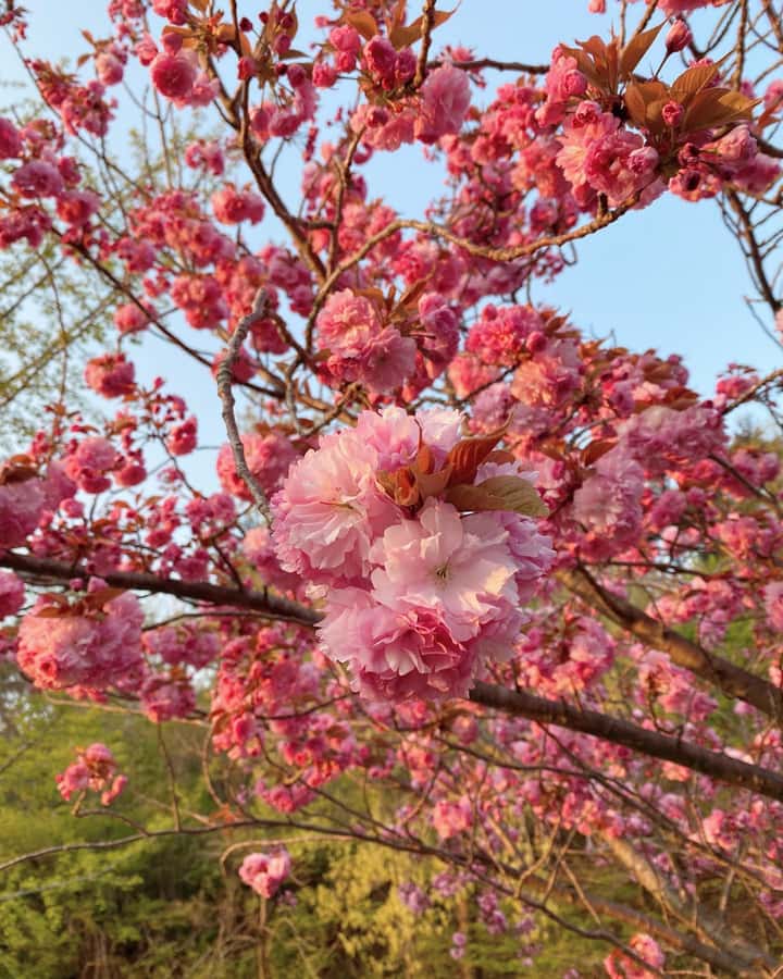 Seoul Day Tour: Suwon Hwaseong Fortress & Cherry Blossoms - An Honest Look at the Seoul Day Tour: Suwon Hwaseong Fortress & Cherry Blossoms
