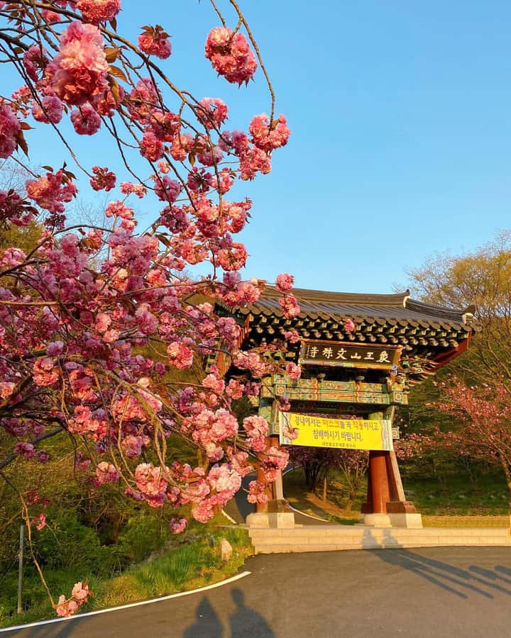 Seoul Day Tour: Suwon Hwaseong Fortress & Cherry Blossoms - The Practical Side: Transport, Price, and Pacing