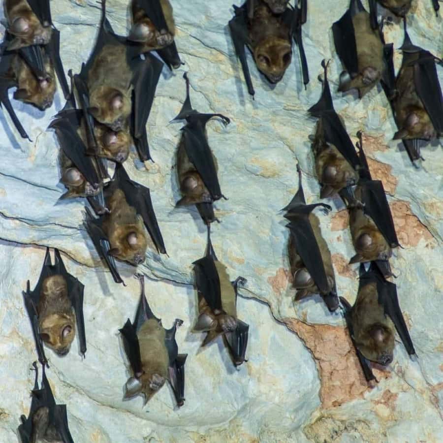 Langkawi UNESCO Snorkeling Tour & Night Safari - Good To Know