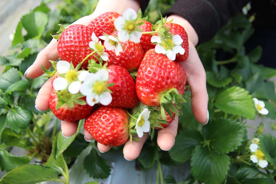 Seoul: Taean Tulip Festival and Strawberry Picking Day Tour - Good To Know