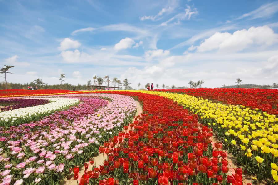 Seoul: Taean Tulip Festival and Strawberry Picking Day Tour - Why This Tour Offers Great Value