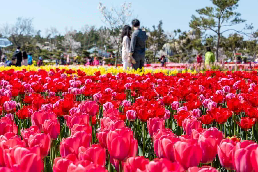 Seoul: Taean Tulip Festival and Strawberry Picking Day Tour - Authenticity and Unique Touches
