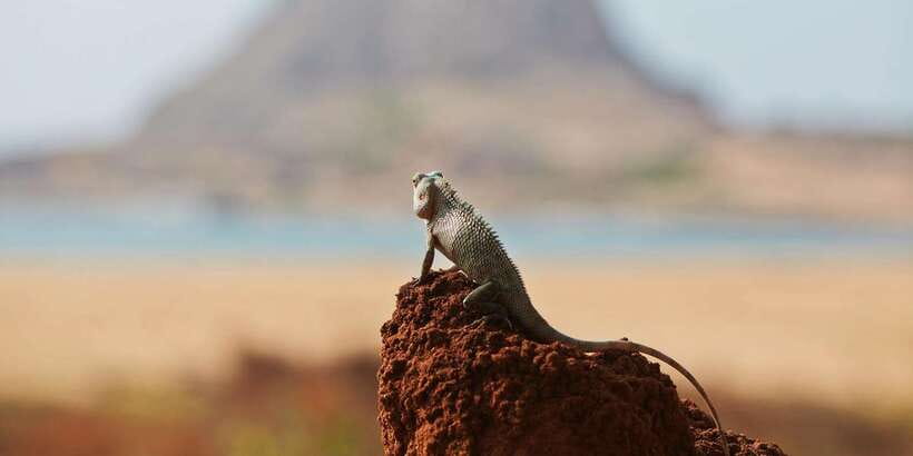 Hambantota Port: Yala National Park Wildlife Safari in a 4x4 - FAQ