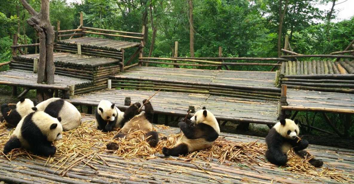 Chengdu Private Tour of Leshan Buddha and Panda Base - Why This Tour Truly Delivers Value