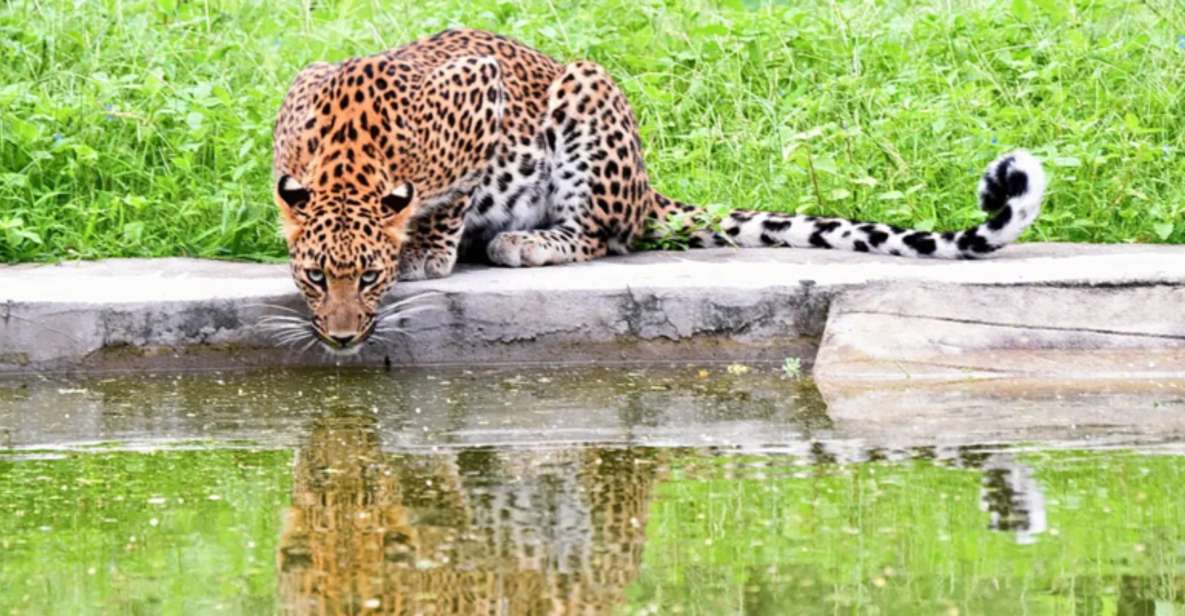 Jaipur: Jhalana/Amargarh Leopard Safari Private Tour - Key Points