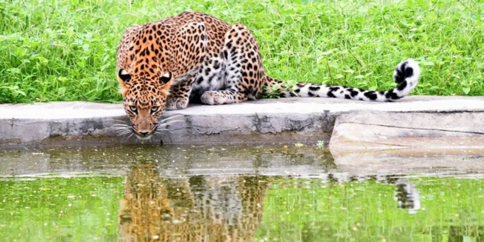 Jaipur: Jhalana/Amargarh Leopard Safari Private Tour - Exploring the Safari Experience