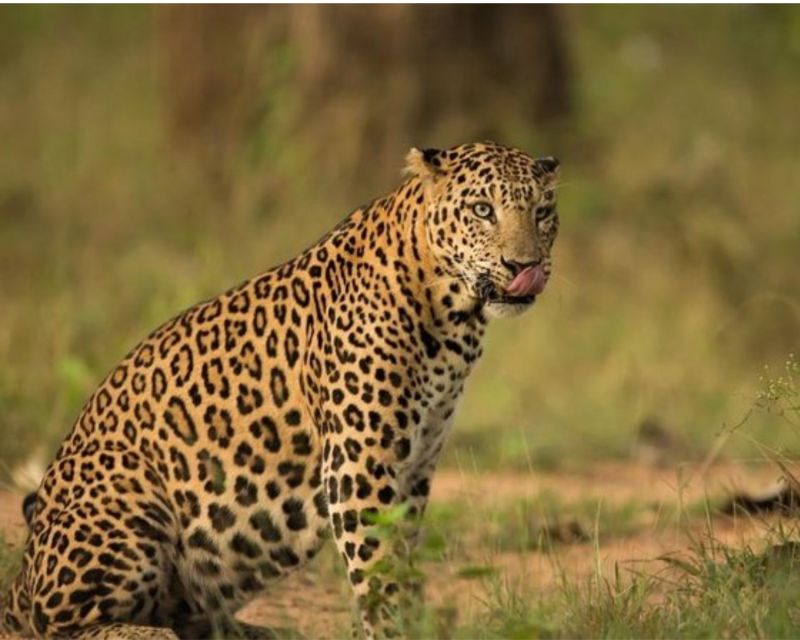 Jaipur: Jhalana/Amargarh Leopard Safari Private Tour - Suitable For Whom?