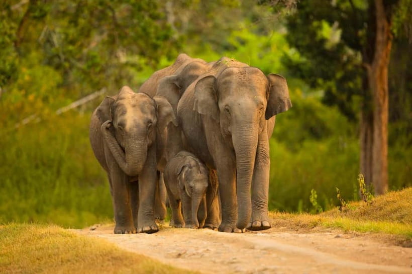 Udawalawe Safari Tour from Tissamaharama/Yala/Hambantota - What to Expect During the Tour