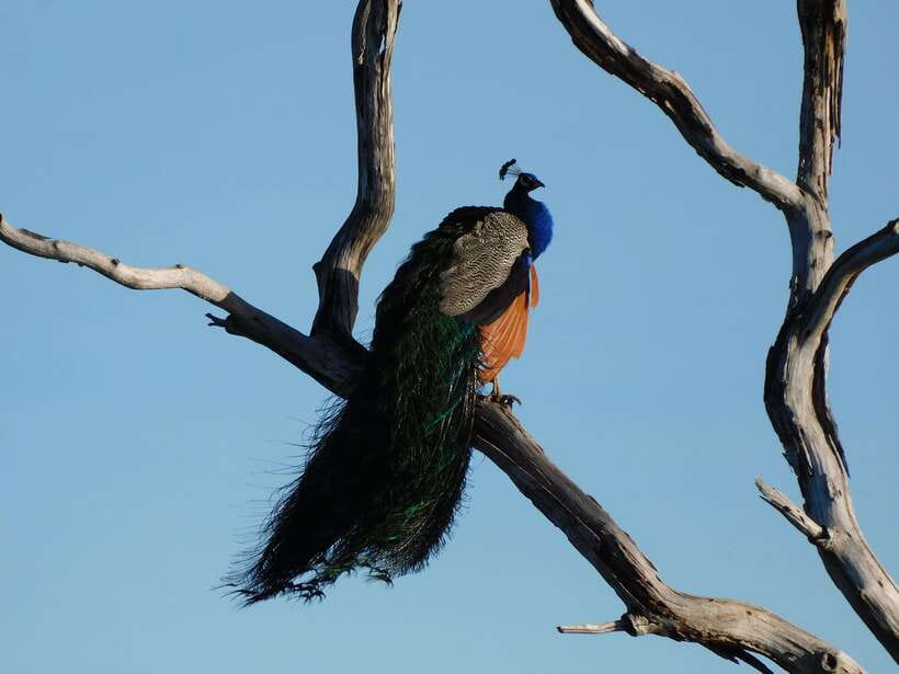 Udawalawe Safari Tour from Tissamaharama/Yala/Hambantota - FAQ