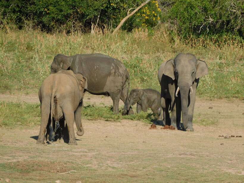 Udawalawe Safari Tour from Tissamaharama/Yala/Hambantota - Who Should Consider This Tour?