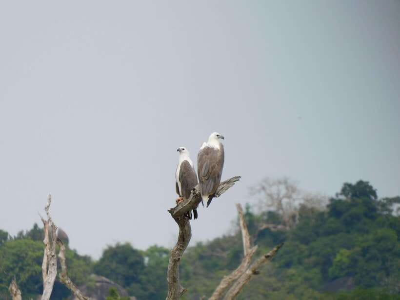 Udawalawe Safari Tour from Tissamaharama/Yala/Hambantota - The Sum Up