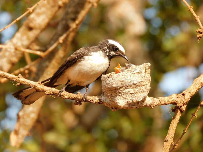 Udawalawe Safari Tour from Tissamaharama/Yala/Hambantota - Price and Value Analysis