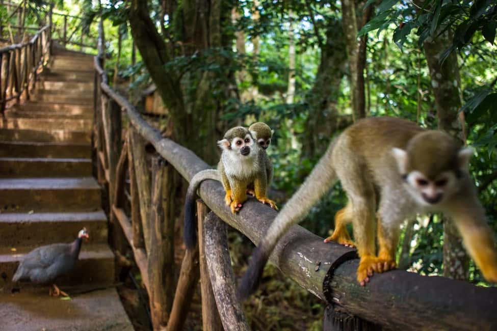 Monkey jungle tour + Transportation from cruise/hotel - What Is the Monkey Jungle Tour?