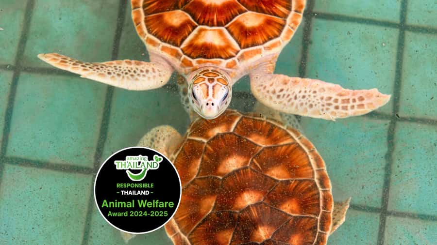 Phuket: Sea Turle Center,Temples,Tsunami & Elephant and More - What Makes This Tour Stand Out?