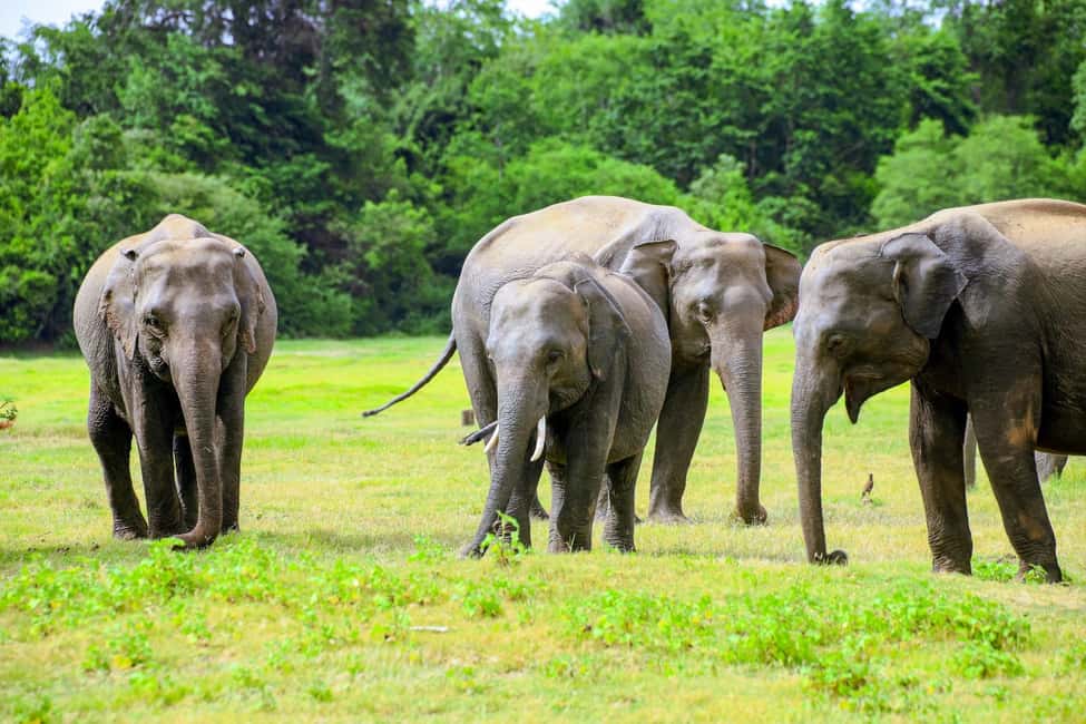 Minneriya National Park: Private Jeep Safari - All Inclusive - The Value of the Tour