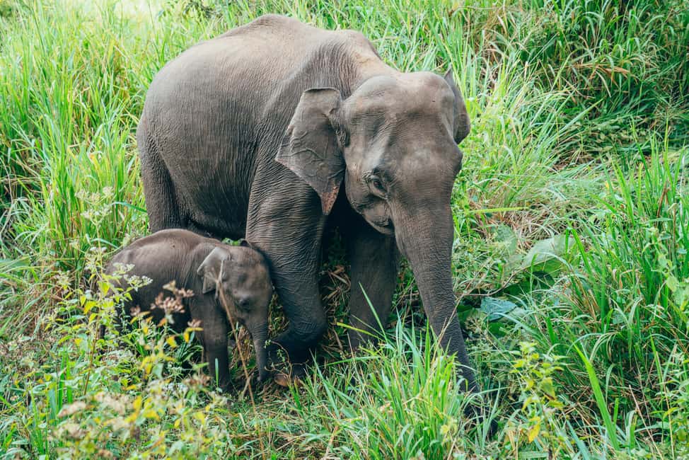Minneriya National Park: Private Jeep Safari - All Inclusive - Who Should Consider This Tour?