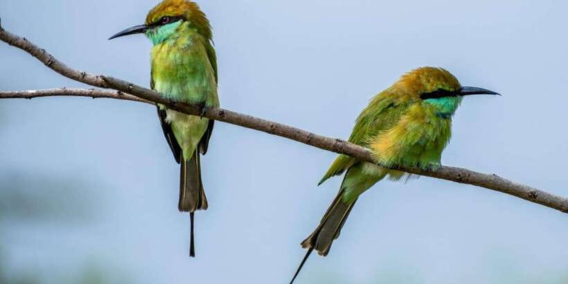 Minneriya National Park: Private Jeep Safari - All Inclusive - FAQ