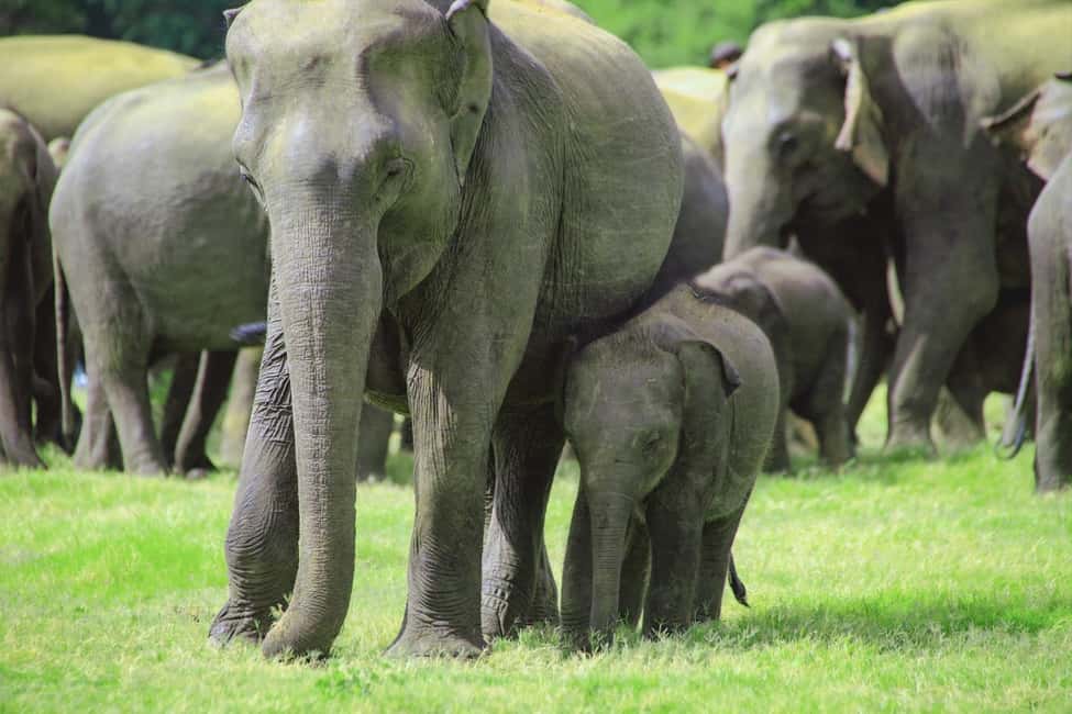 Minneriya National Park: Private Jeep Safari - All Inclusive - The Experience of a Private Safari