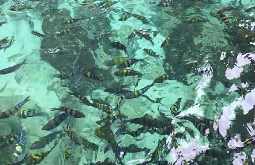 Langkawi: Dangli Island or Pulau Intan Kecil Snorkeling Tour - Final Thoughts: Is It Worth It?