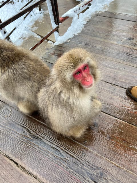 From Tokyo: Nagano Snow Monkey Park Zenkoji Temple Day Trip - Authentic Insights from Reviewers