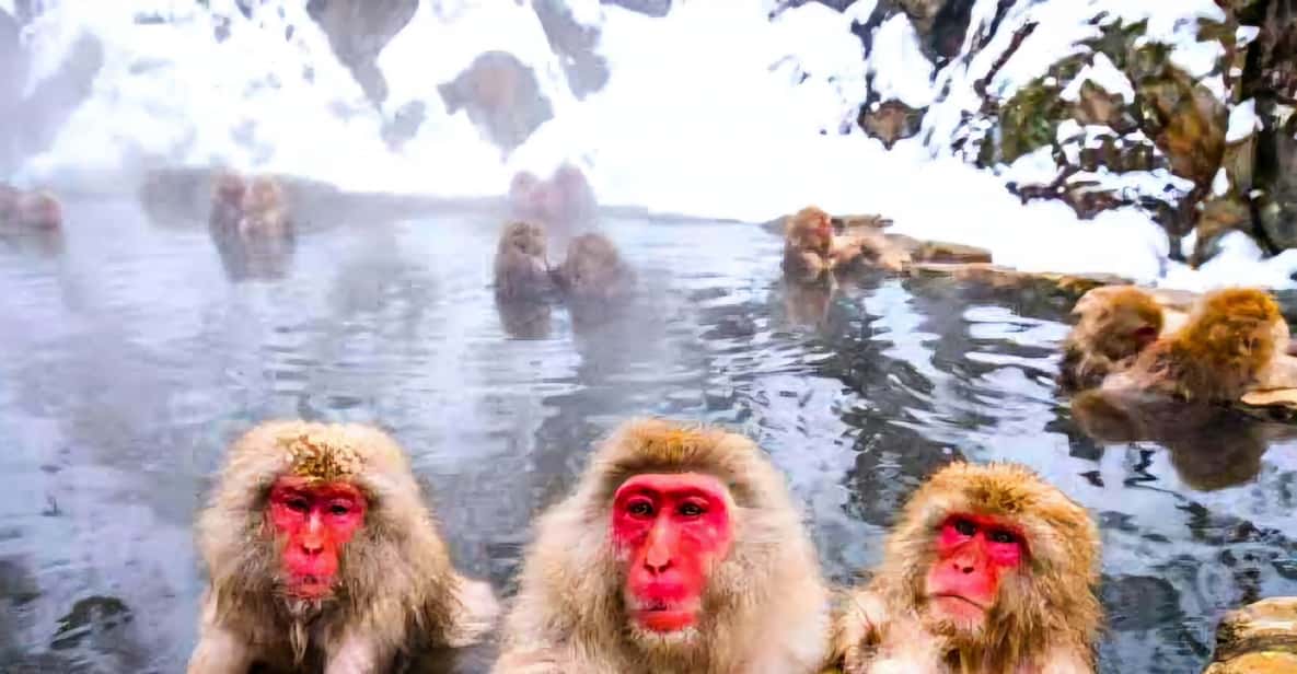 From Tokyo: Nagano Snow Monkey Park Zenkoji Temple Day Trip - The Sum Up  