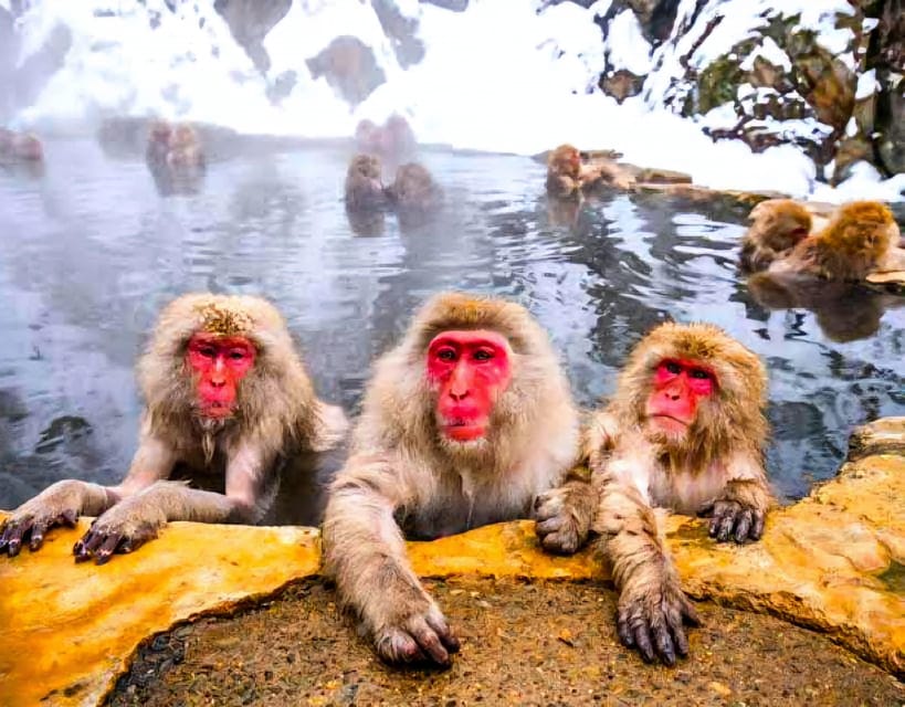 From Tokyo: Nagano Snow Monkey Park Zenkoji Temple Day Trip - FAQ  
