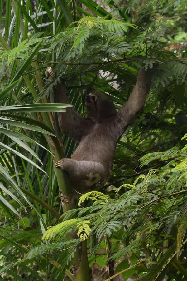 Sloth Search - Practical Tips for Booking and Enjoying Your Tour