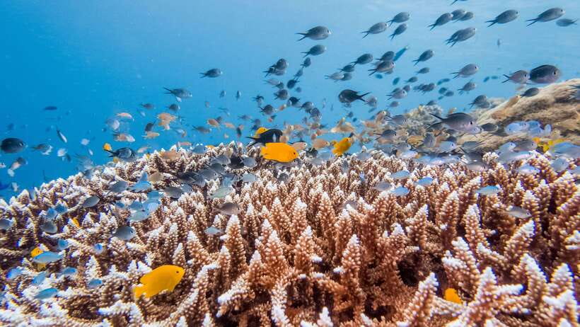 Bohol: Private Balicasag Tour with extra snorkeling time - What You Can Expect from the Tour