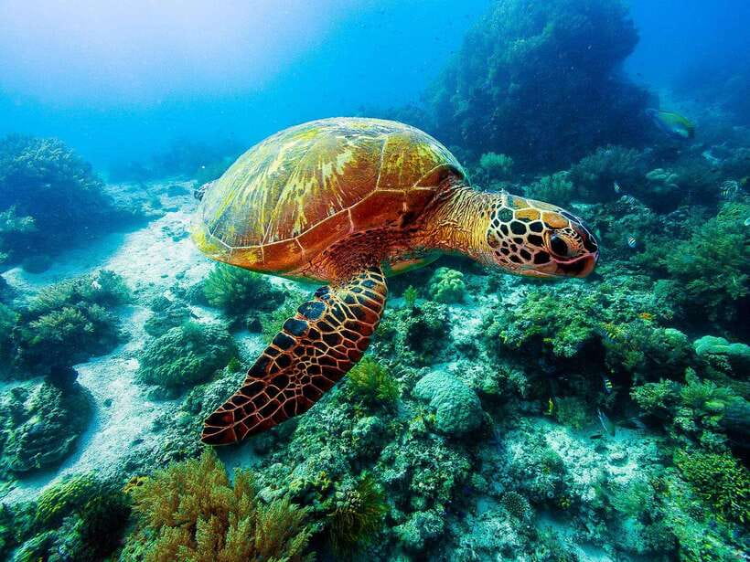 Bohol: Private Balicasag Tour with extra snorkeling time - The Itinerary in Detail