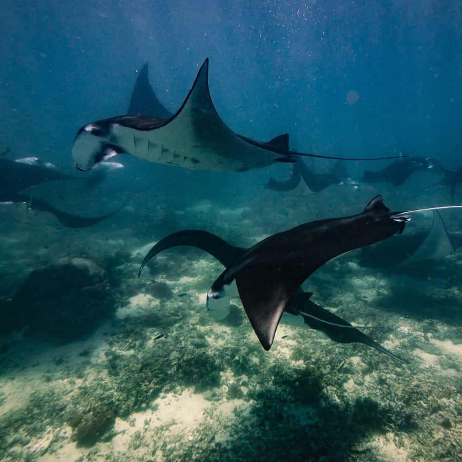 One-Day Komodo Tour By Speedboat - The Full Itinerary Breakdown: What You Can Expect