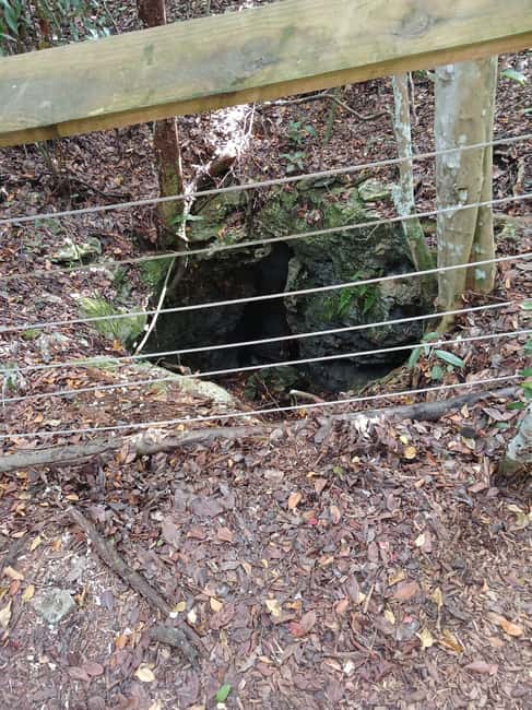 Guided Primeval Nature Walk Tour - Who Will Love This Tour?