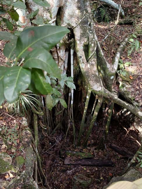 Guided Primeval Nature Walk Tour - Key Points