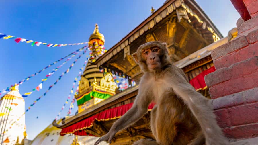 Kathmandu: Chandragiri Cable Car and Monkey Temple Tour - Good To Know