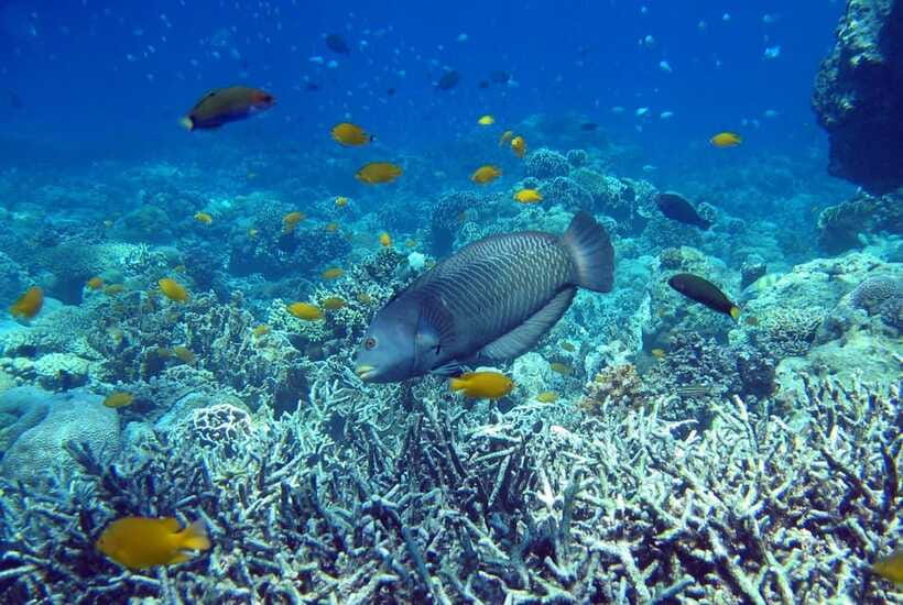 Cebu Mactan Island Hopping + Picnic Lunch (Private Tour) - FAQ