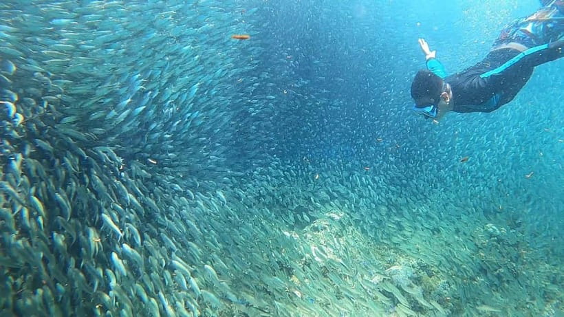 Cebu: Sardine Run Snorkeling, Mantayupan Falls & ATV Thrills - The Sum Up