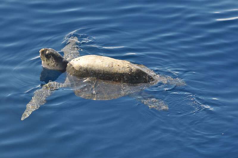 La Paz: Espiritu Santo Island Tour - Breaking Down the Itinerary